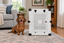 A dachshund standing beside Impact's Collapsible Dog Crate in a tidy living room.