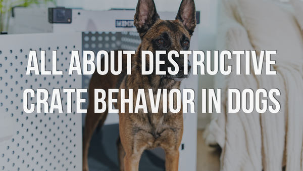 All About Destructive Crate Behavior in Dogs