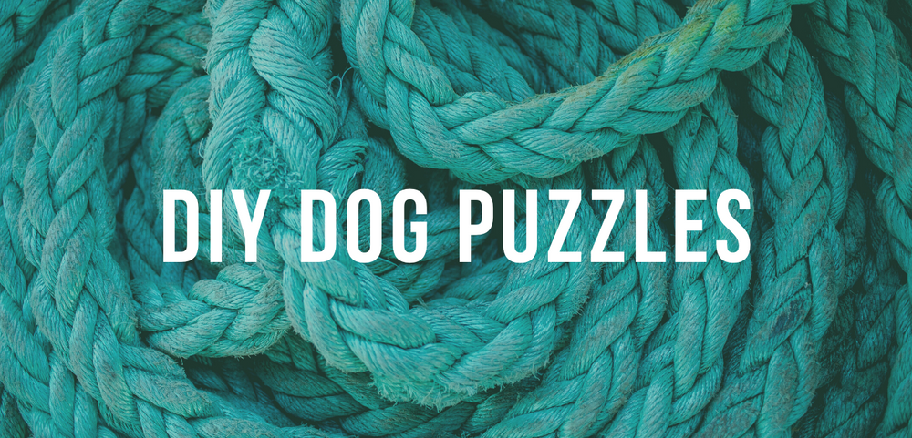 DIY Dog Puzzles: 6 Different Ideas – Top Dog Tips
