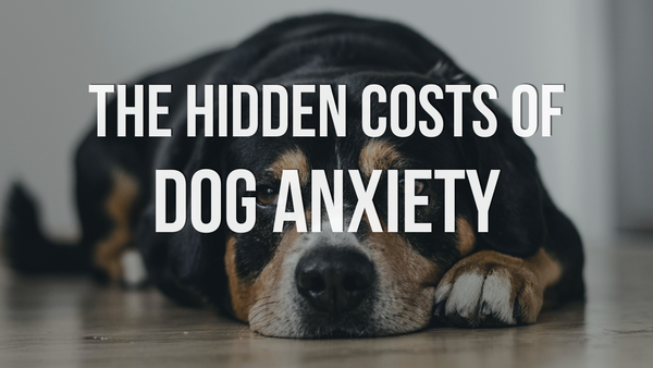 The Hidden Costs of Dog Anxiety
