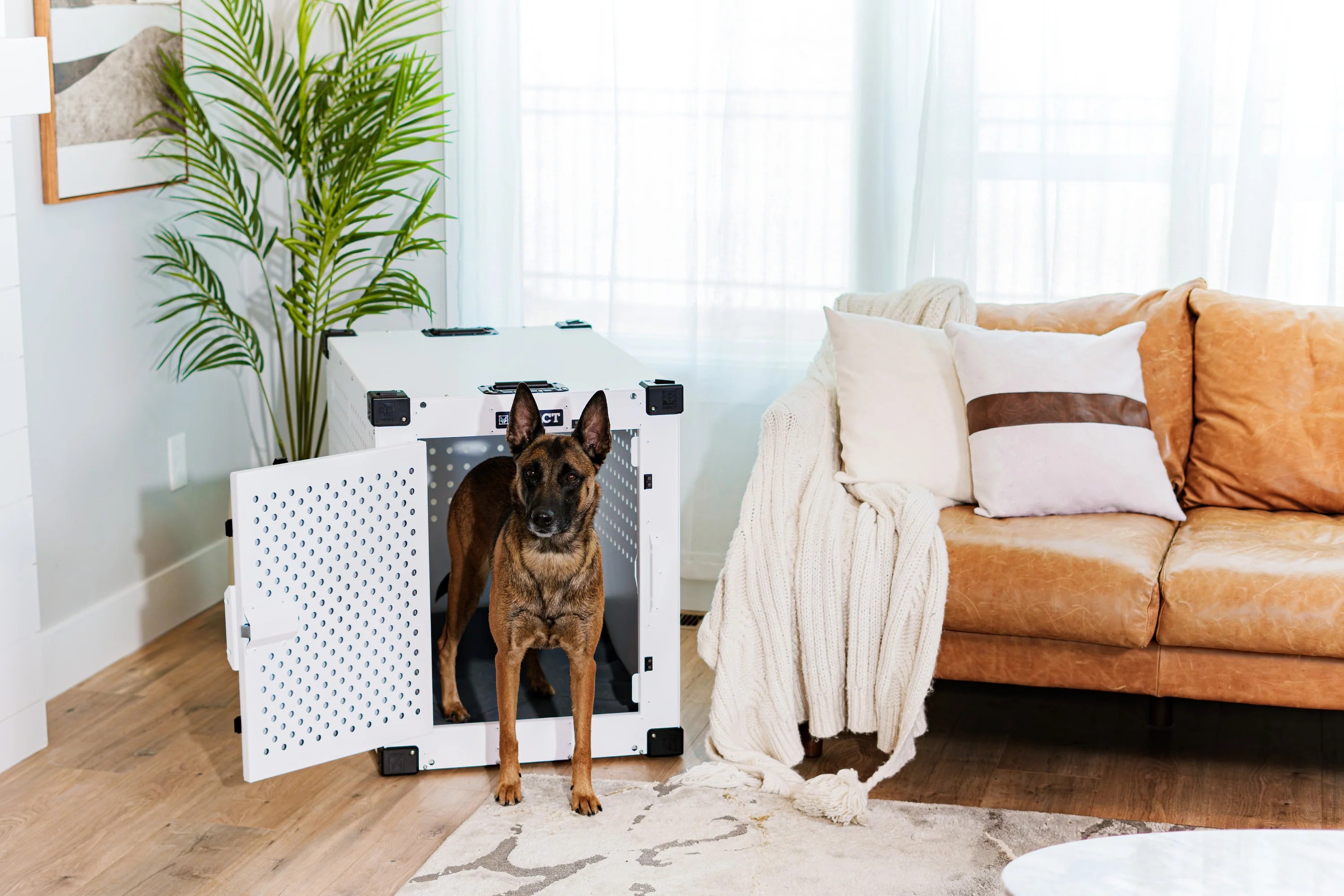 Curated visual reference: Gallery Detail: Crate Training Regression Tips For Frustrated Dog Parents
