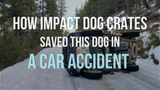 How Impact Dog Crates Saved This Dog in an Accident