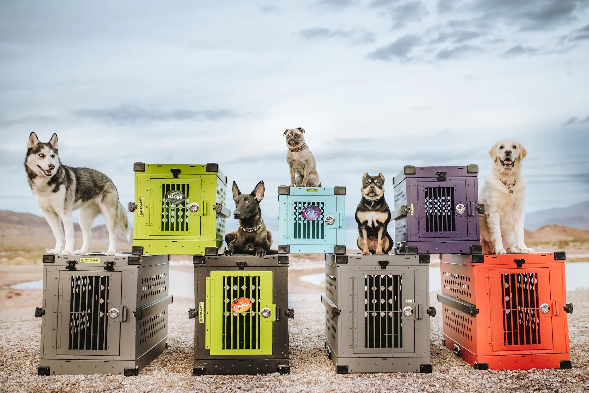 Dog Peeing in Crate Guide To Break The Habit Impact Dog Crates