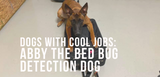 dogs with cool jobs abby the bed bug detection dog