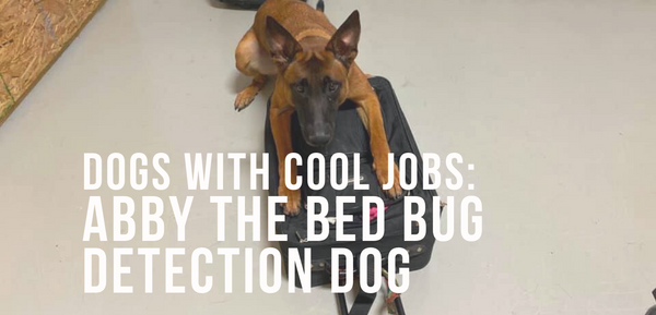 Dogs With Cool Jobs - Abby the Bed Bug Detection Dog