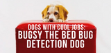 dogs with cool jobs bugsy the bed bug detection dog