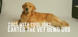 dogs with cool jobs carter the vet demo dog