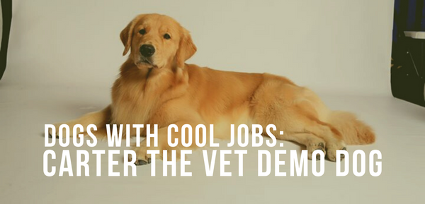 Dogs With Cool Jobs - Carter