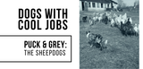 dogs with cool jobs puck and grey the sheepdogs