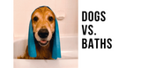 dogs vs baths