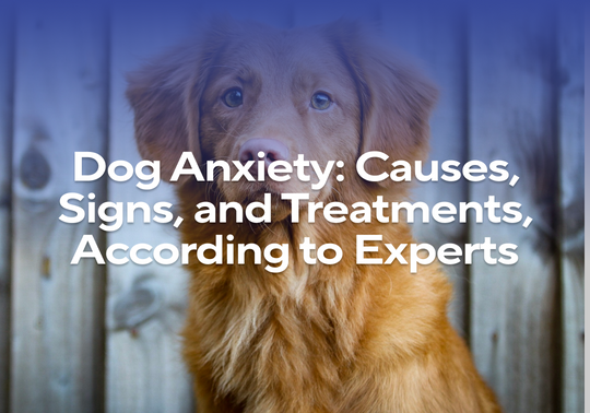 Dog Anxiety: Causes, Signs, and Treatments, According to Experts ...
