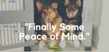 finally some peace of mind testimonial article two dogs sitting in impact high anxiety crate