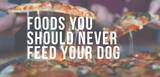 foods you should never feed your dog