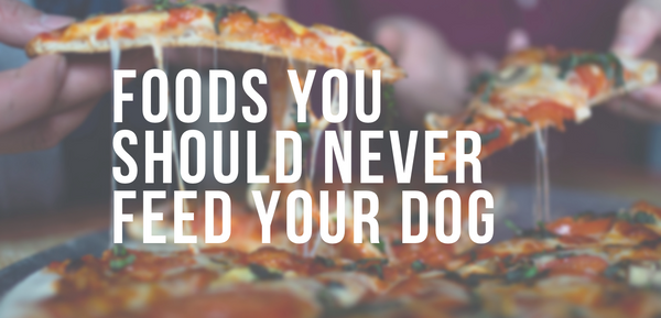 Foods You Should Never Feed Your Dog