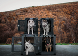 four impact dog crates stacked side by side with four dogs standing in crates