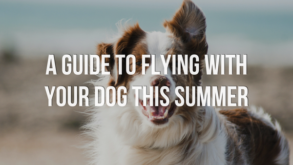 A Guide to Flying with Your Dog this Summer