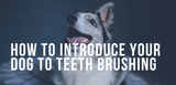 how to introduce your dog to teeth brushing 