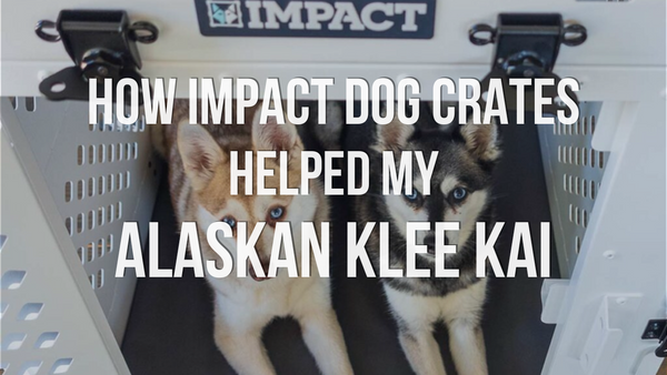 How Impact Dog Crates Helped my Alaskan Klee Kai
