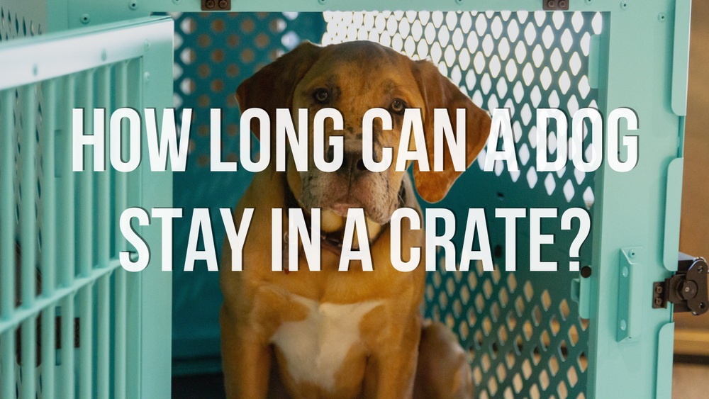 https://www.impactdogcrates.com/cdn/shop/articles/how_long_can_a_dog_be_in_a_crate_1000x.png?v=1688164920