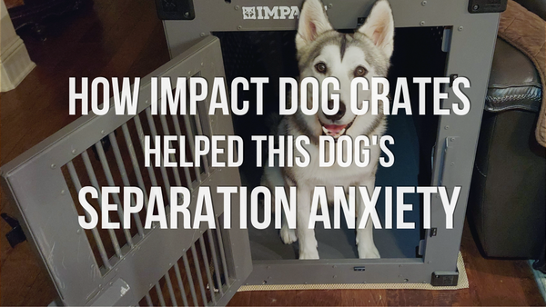 Testimonial: How Impact Dog Crates Helped This Dog's Separation Anxiety