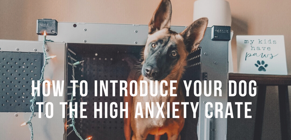How To Introduce Your Dog To The High Anxiety Dog Crate
