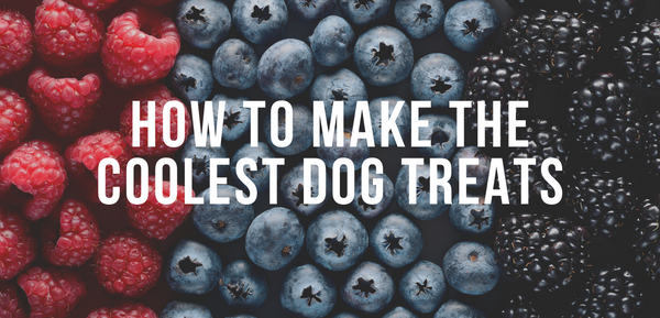 How to Make the Coolest Dog Treats