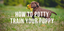 how to potty train your puppy