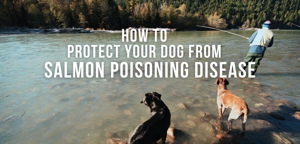 How To Protect Your Dog From Salmon Poisoning Disease
