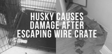 husky causes damage after escaping wire crate