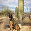 Working Dog Wednesday- Rev, America's Patrol Dog!