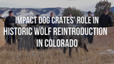 Impact Dog Crates' Role in Historic Wolf Reintroduction in Colorado