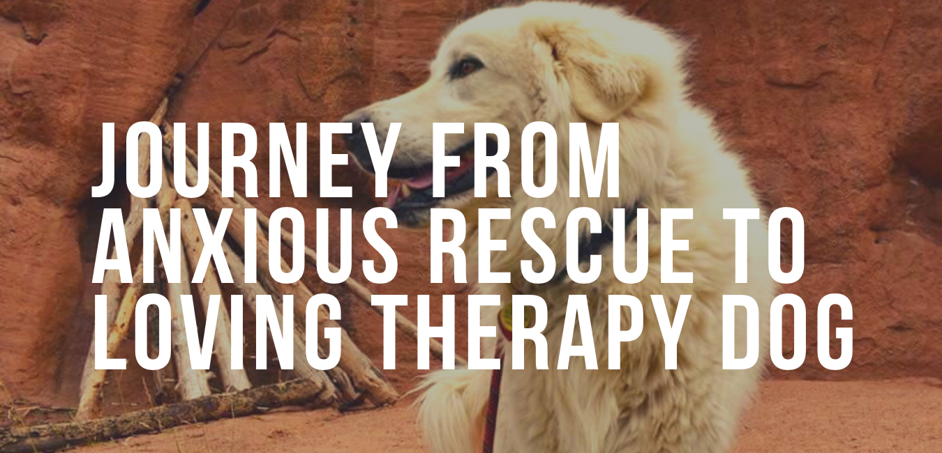 Journey From Anxious Rescue to Therapy Dog Impact Dog Crates