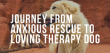 journey from anxious rescue to loving therapy dog