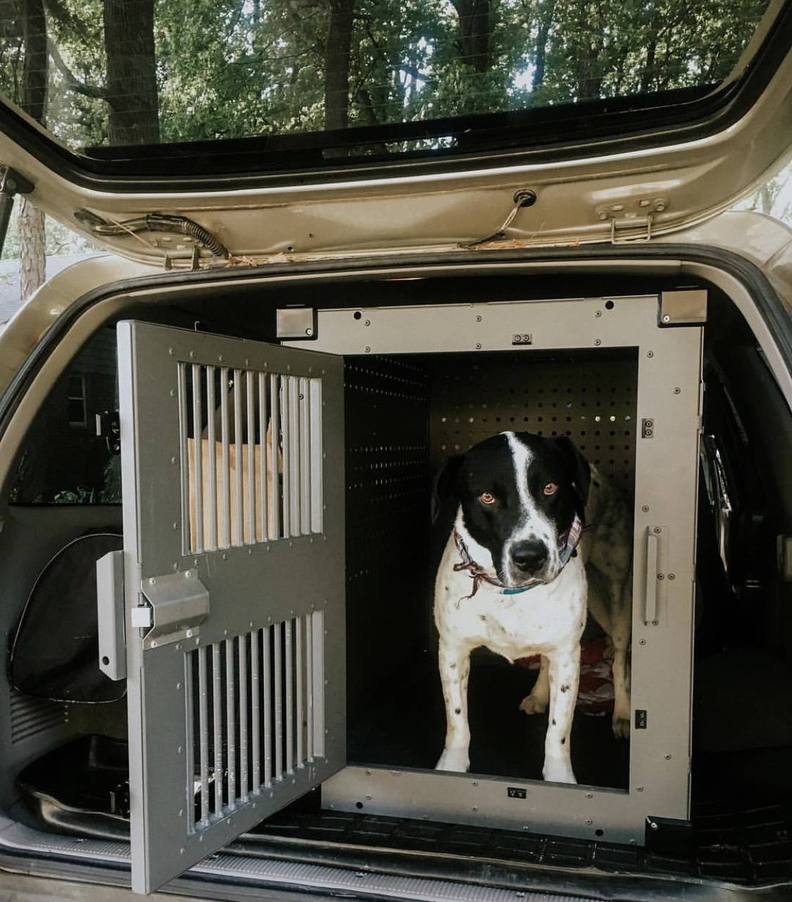 We are now able to crate our dog and know he is safe. High Anxiety dog