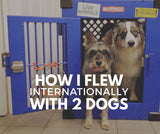 how i flew internationally with 2 dogs
