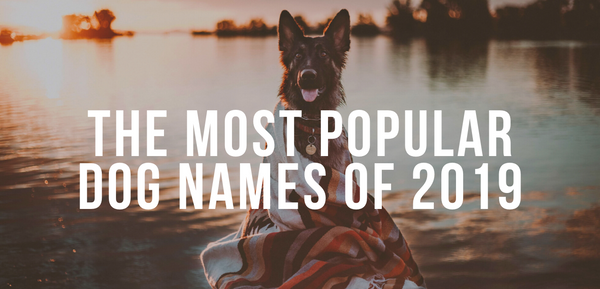 The Most Popular Dog Names of 2019