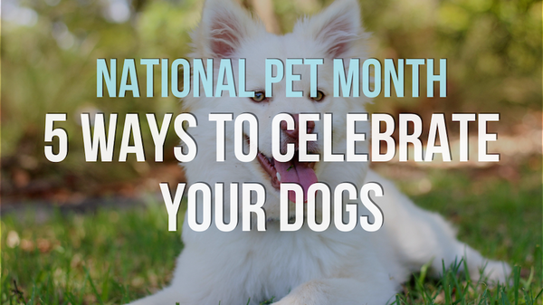 National Pet Month: 5 Ways to Celebrate Your Dogs