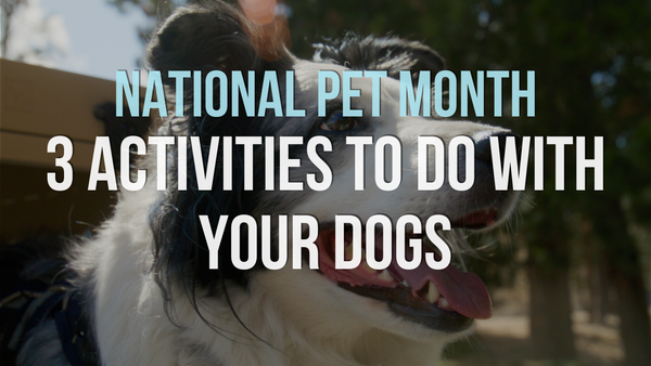 National Pet Month: 3 Activities to do With Your Dogs