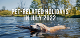 pet related holidays in july 2022 labrador swimming in lake with stick