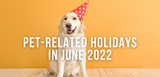 pet-related holidays in june 2022 dog smiling wearing party hat in front of orange wall