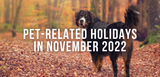 pet-related holidays in november 2022 with bernese mountain dog walking in fall leaves