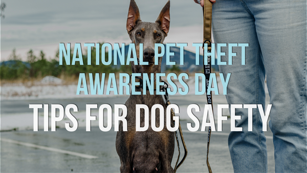 National Pet Theft Awareness Day: Tips for Dog Safety