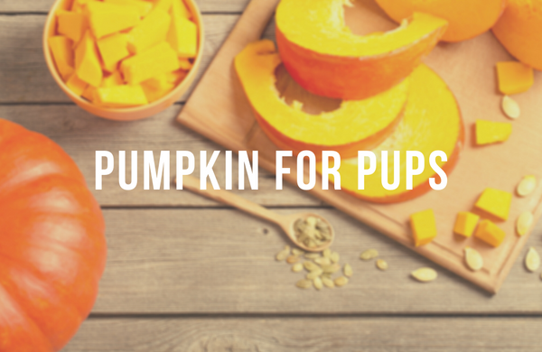 Pumpkin for Pups