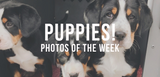 puppies photos of the week