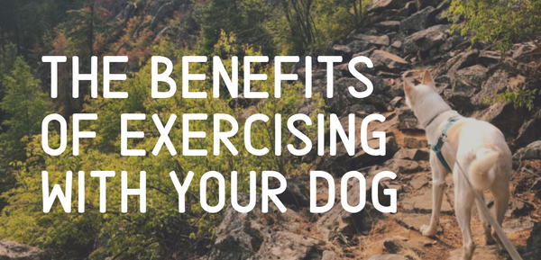 The Benefits of Exercising With Your Dog