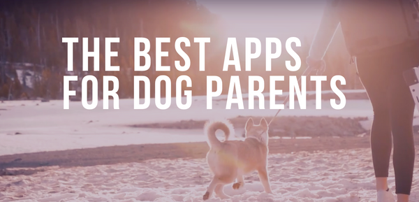 The Best Apps for Dog Parents