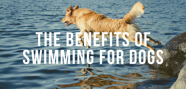 The Benefits of Swimming for Dogs