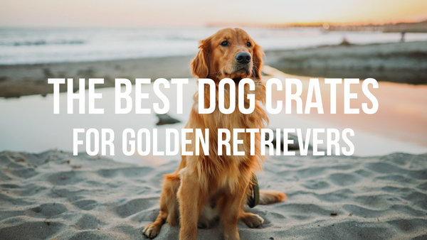 The Best Dog Crates for Golden Retrievers