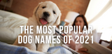 the most popular dog names of 2021
