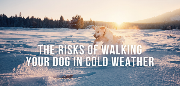 The Risks of Walking Your Dog in Cold Weather